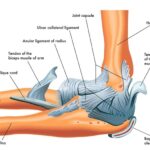 Elbow Anatomy | eOrthopod.com